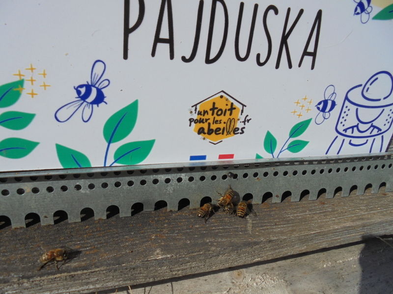 La ruche Pajduska