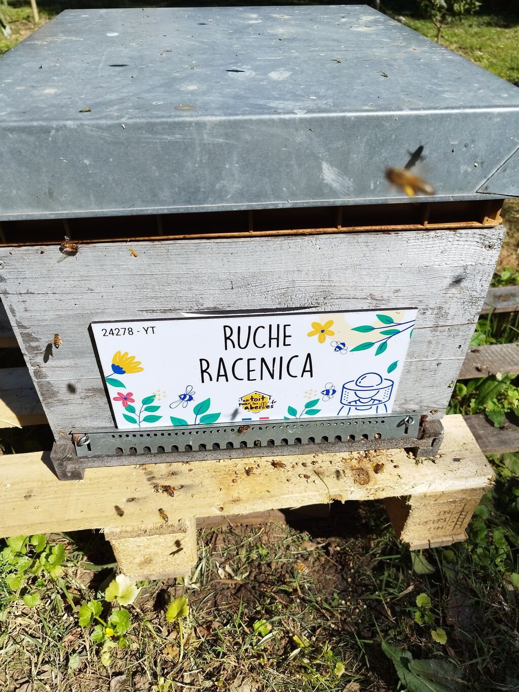 La ruche Racenica