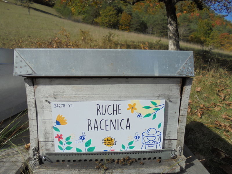 La ruche Racenica