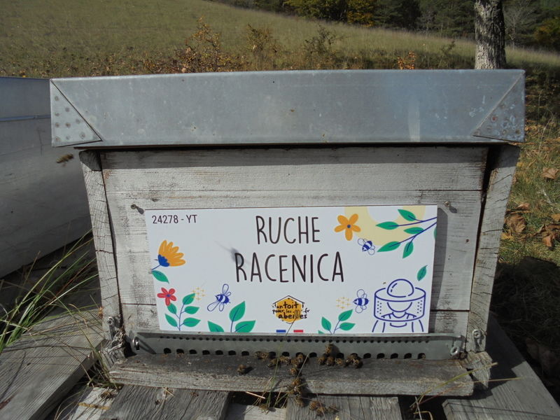 La ruche Racenica