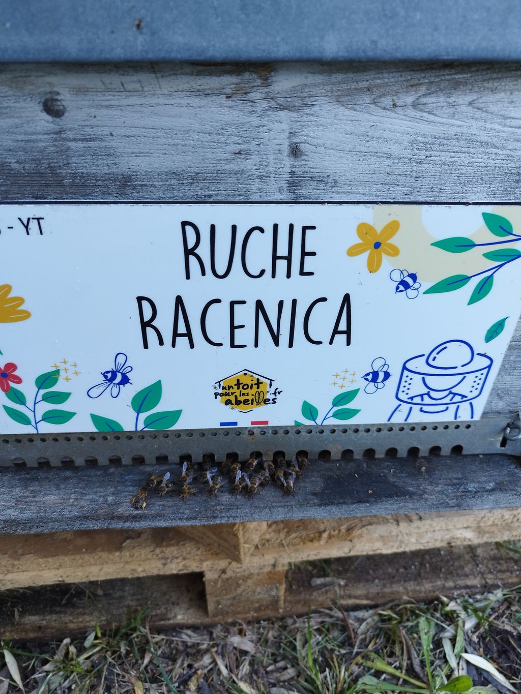 La ruche Racenica
