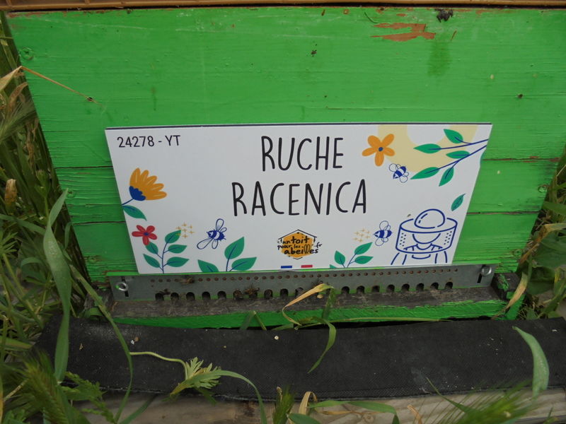 La ruche Racenica