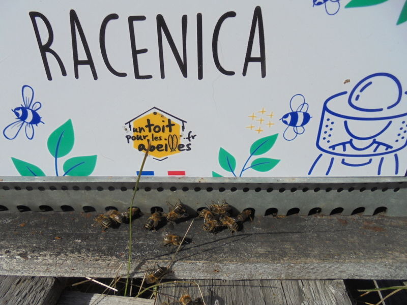 La ruche Racenica