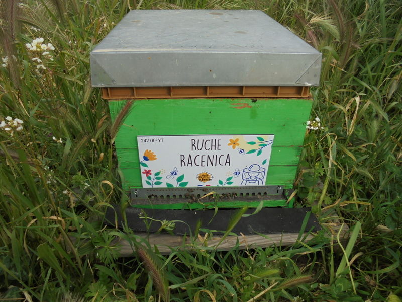 La ruche Racenica