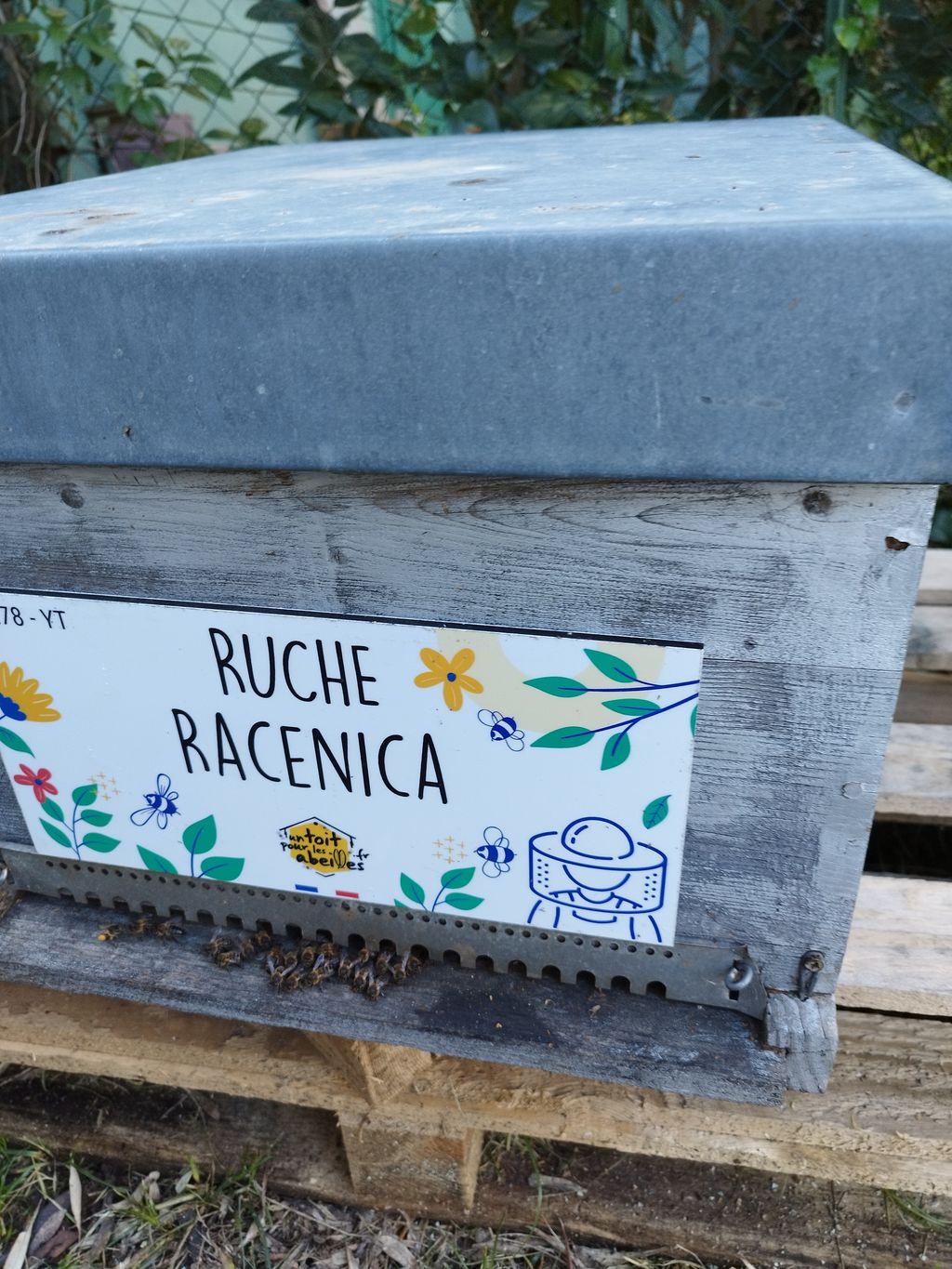 La ruche Racenica