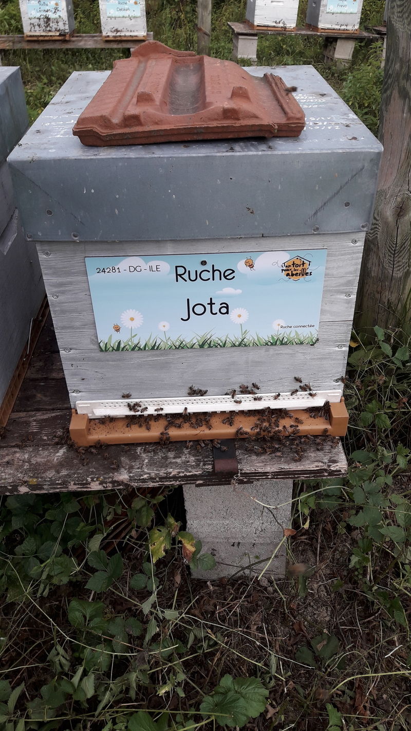 La ruche Jota