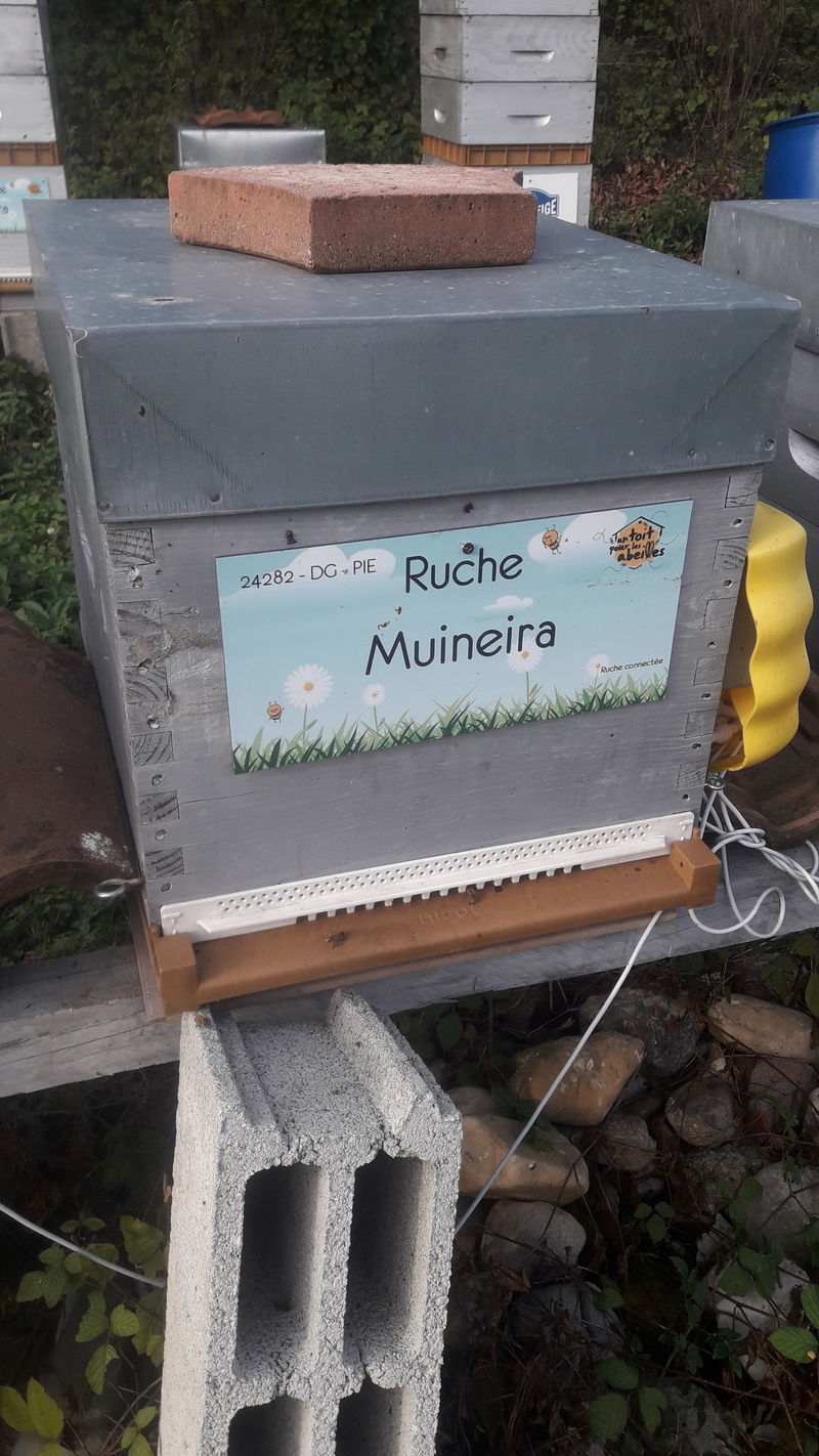 La ruche