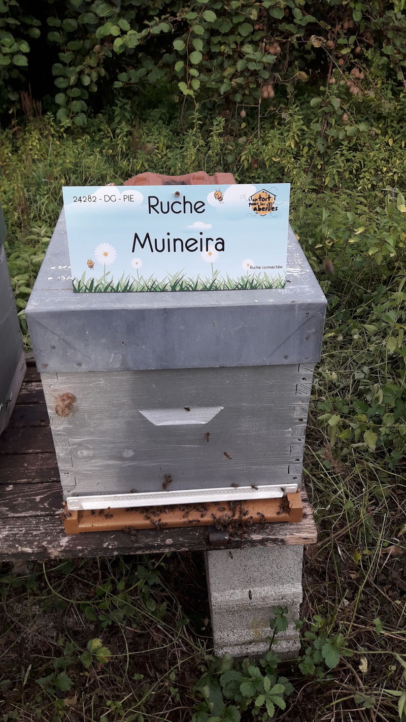 La ruche