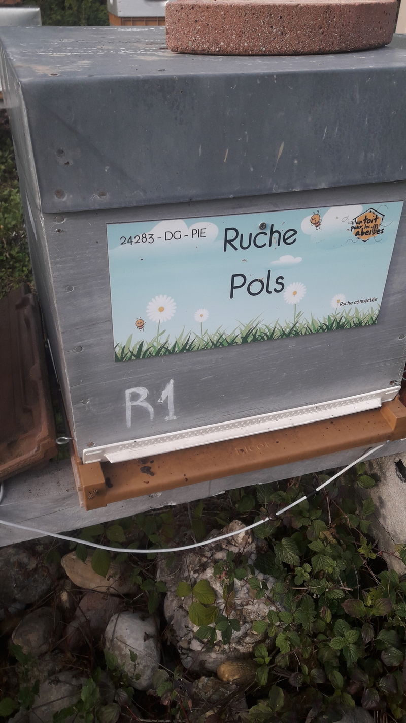 La ruche