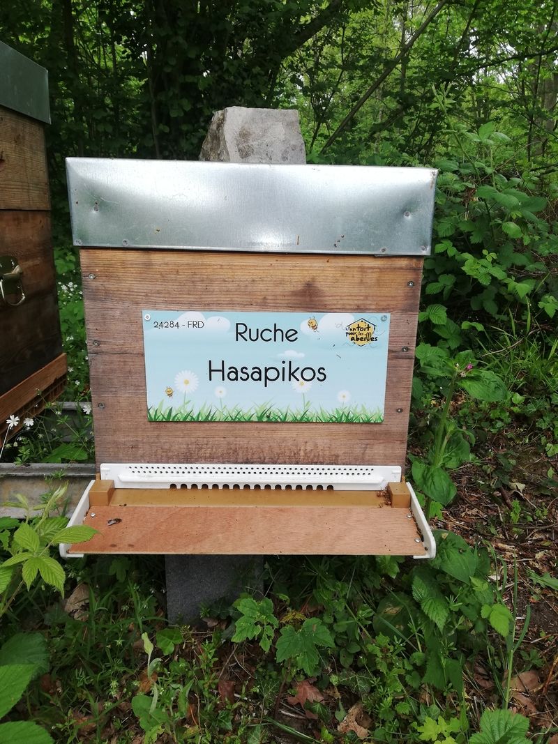 La ruche Hasapikos