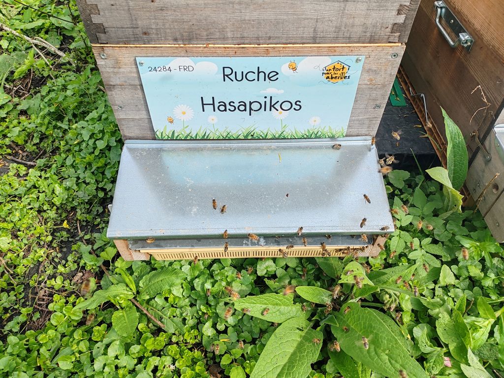 La ruche Hasapikos