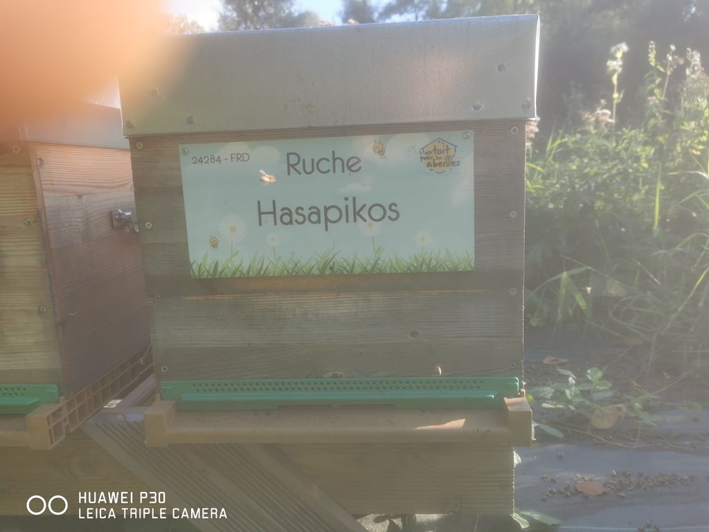 La ruche Hasapikos