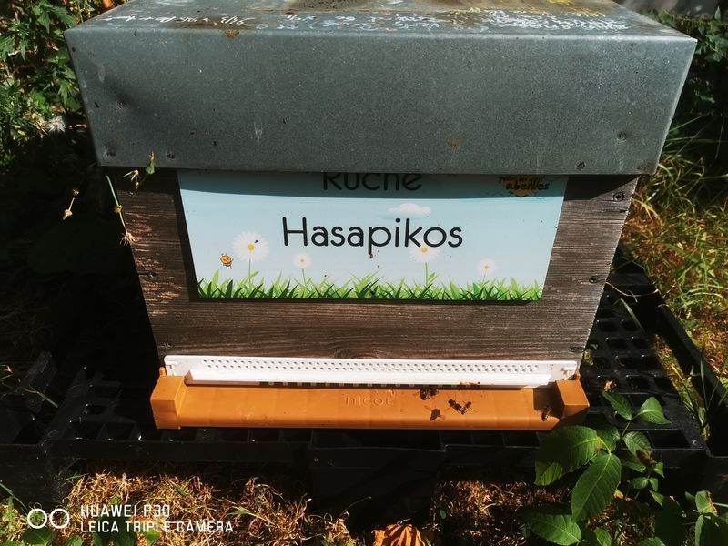 La ruche Hasapikos