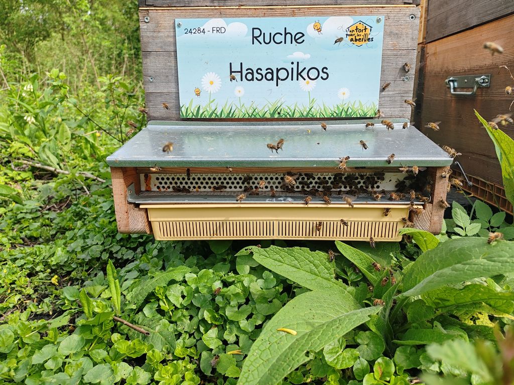 La ruche Hasapikos