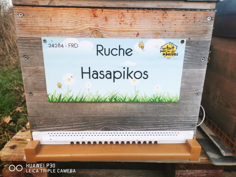 La ruche Hasapikos