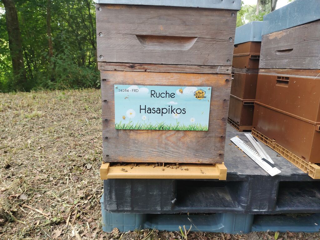 La ruche Hasapikos