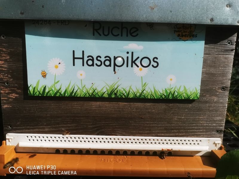 La ruche Hasapikos