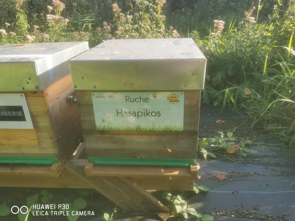 La ruche Hasapikos