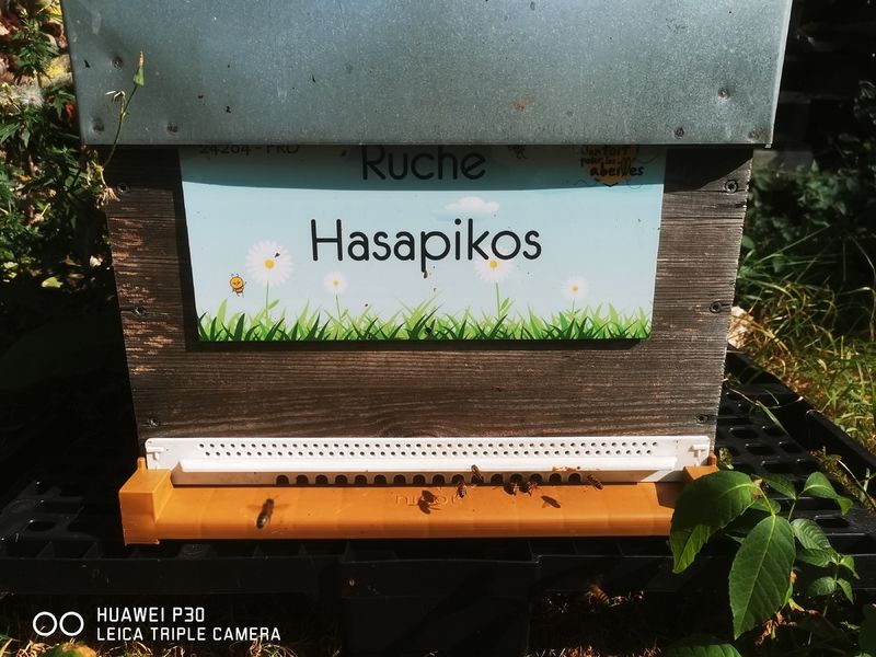 La ruche Hasapikos