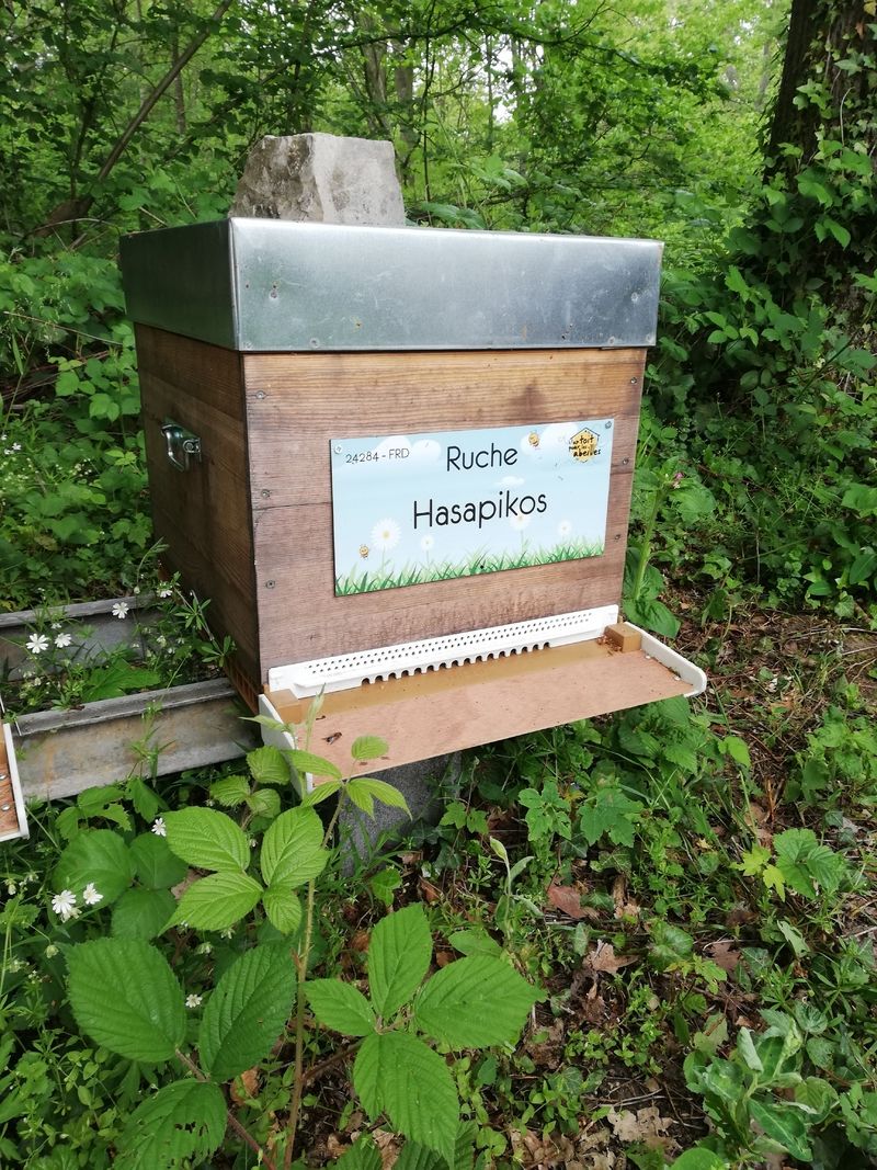 La ruche Hasapikos