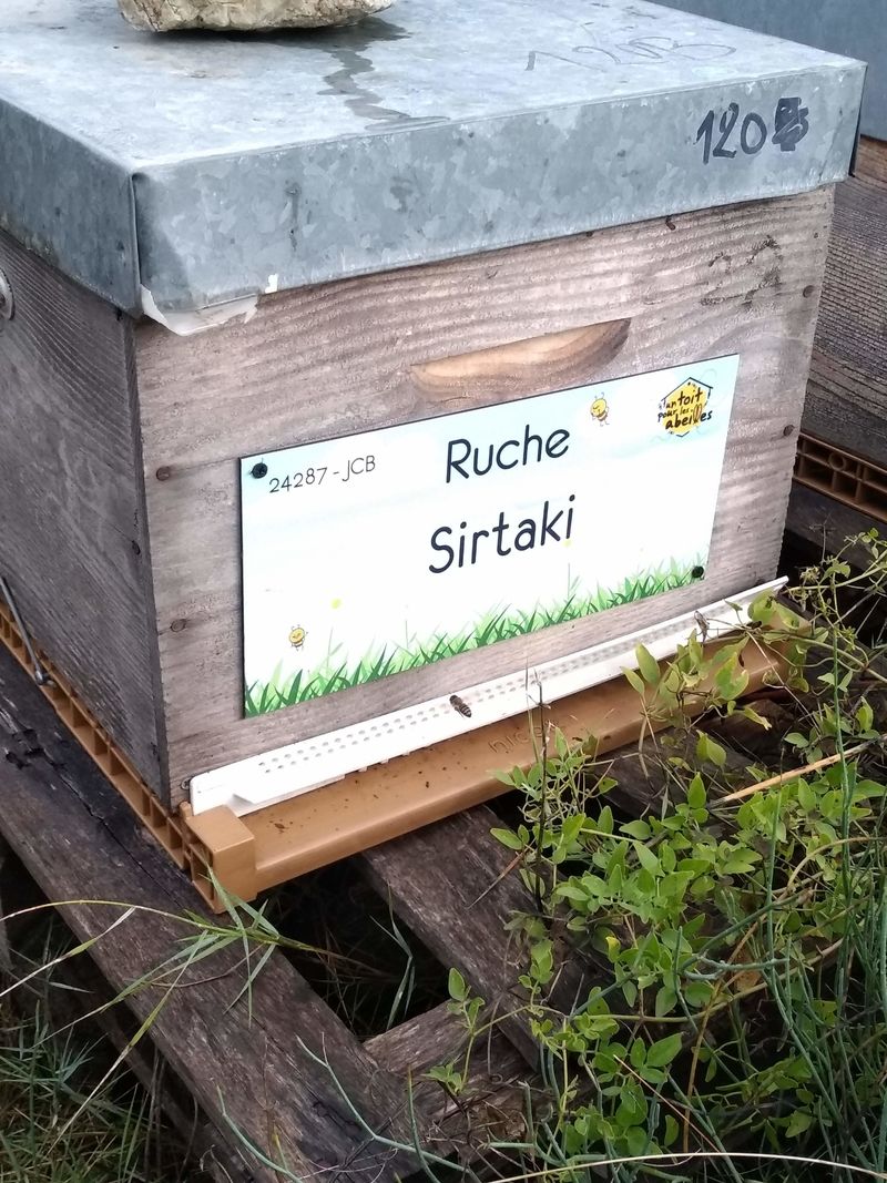 La ruche Sirtaki