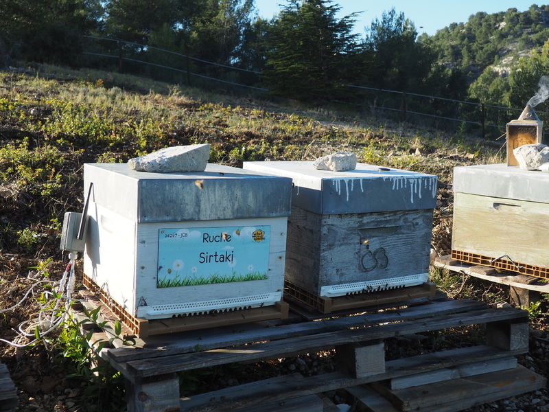 La ruche Sirtaki