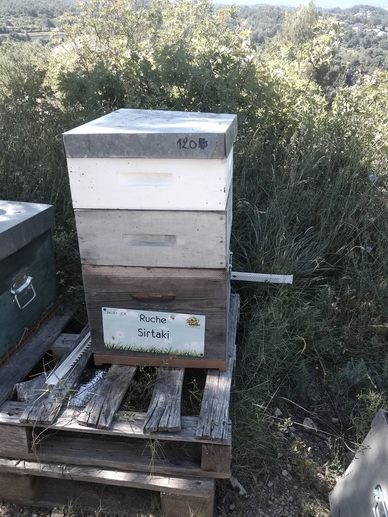 La ruche Sirtaki