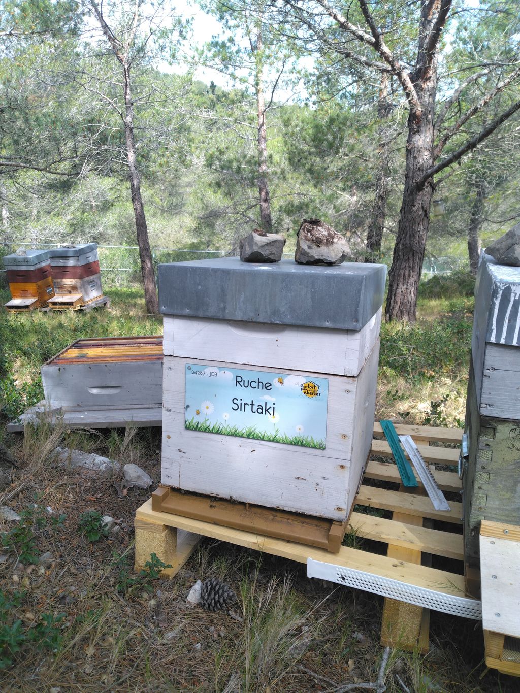 La ruche Sirtaki