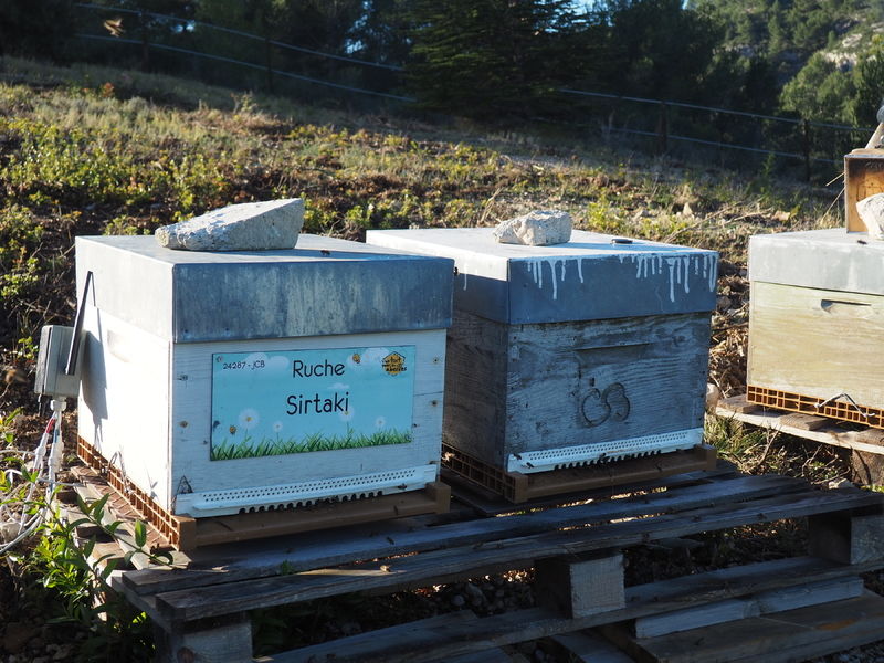 La ruche Sirtaki