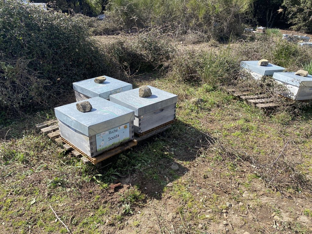 La ruche Sousta