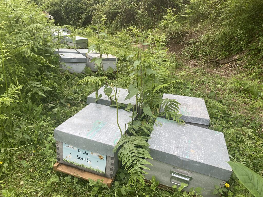 La ruche Sousta