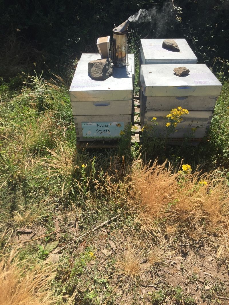 La ruche Sousta