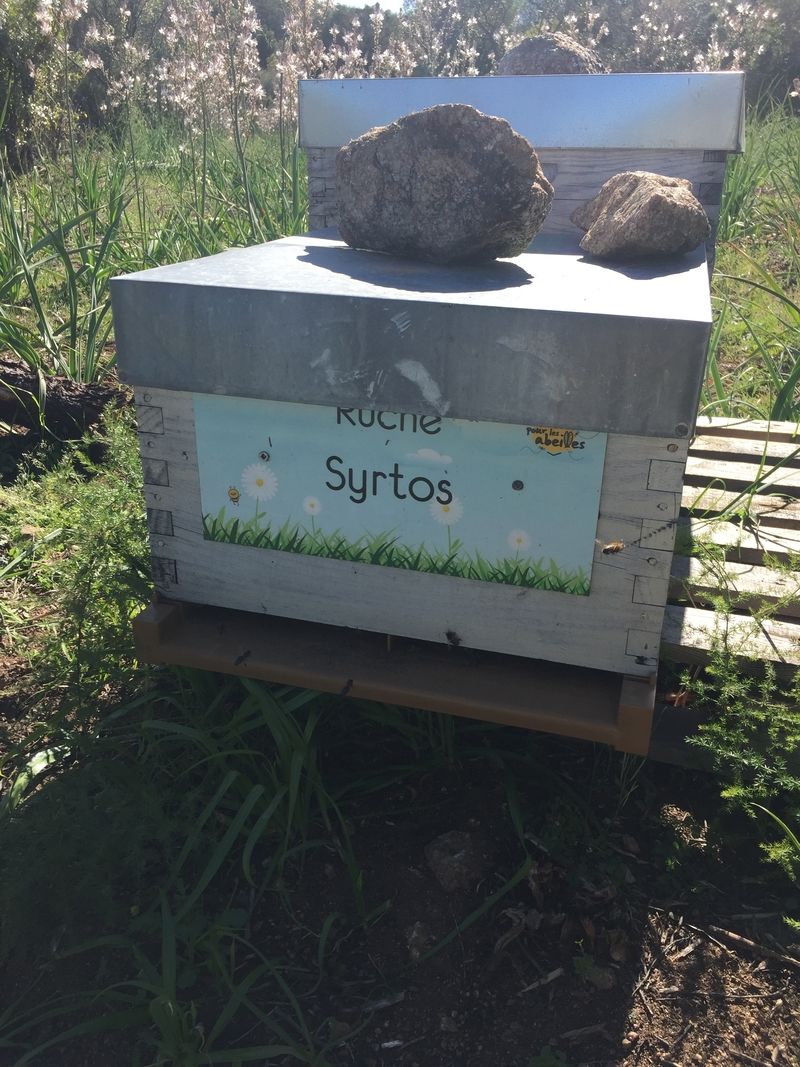 La ruche Syrtos