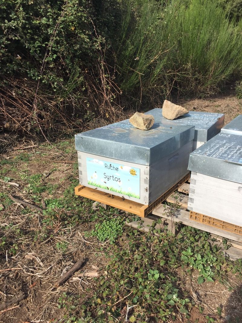 La ruche Syrtos