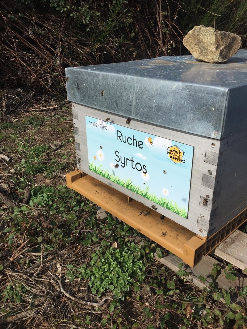 La ruche Syrtos