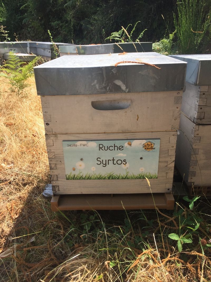 La ruche Syrtos