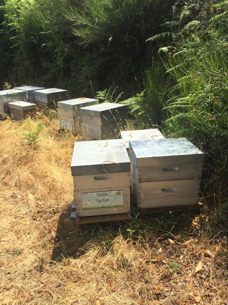 La ruche Syrtos