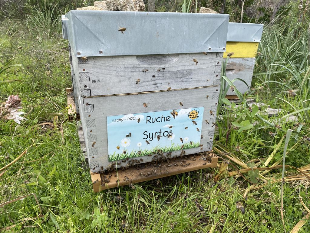 La ruche Syrtos