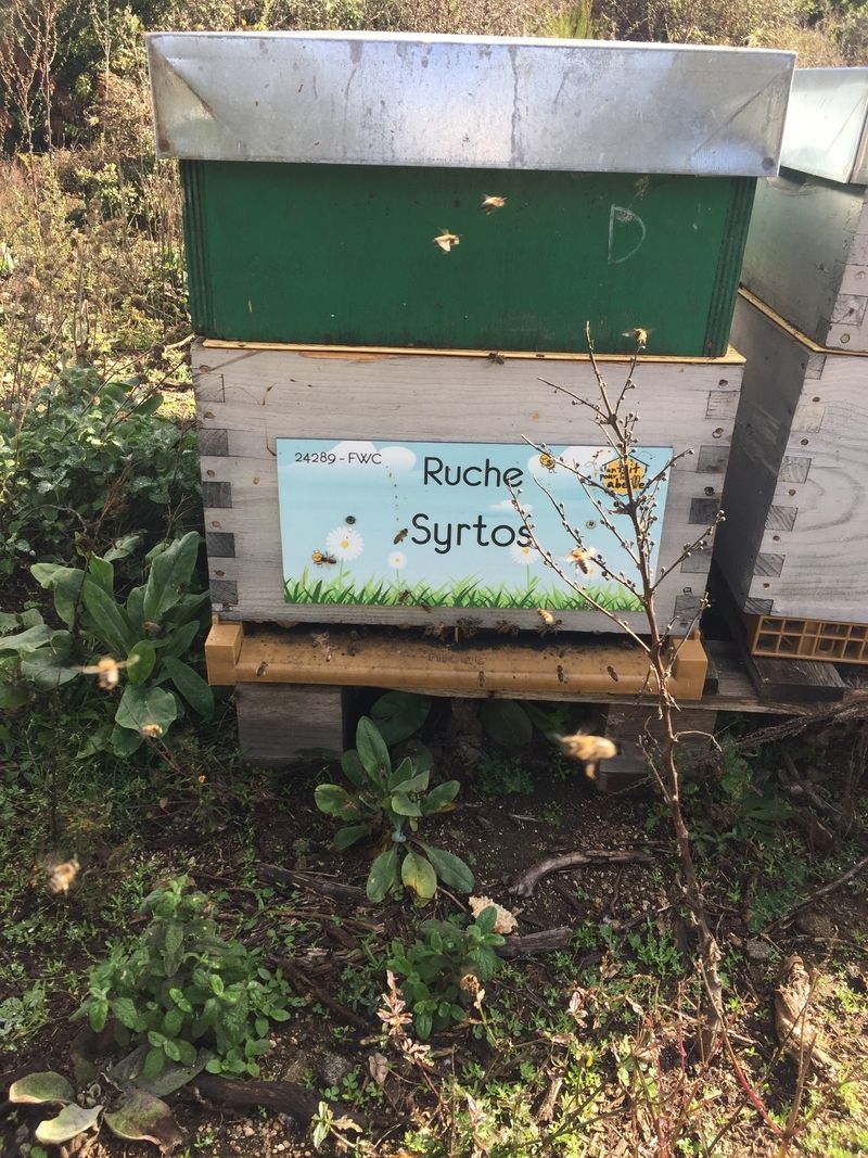 La ruche Syrtos