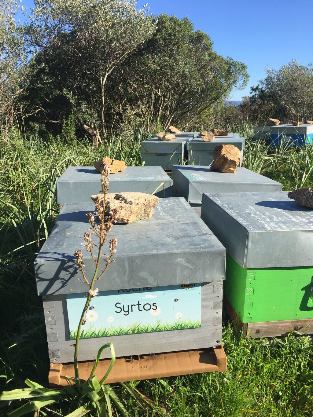 La ruche Syrtos