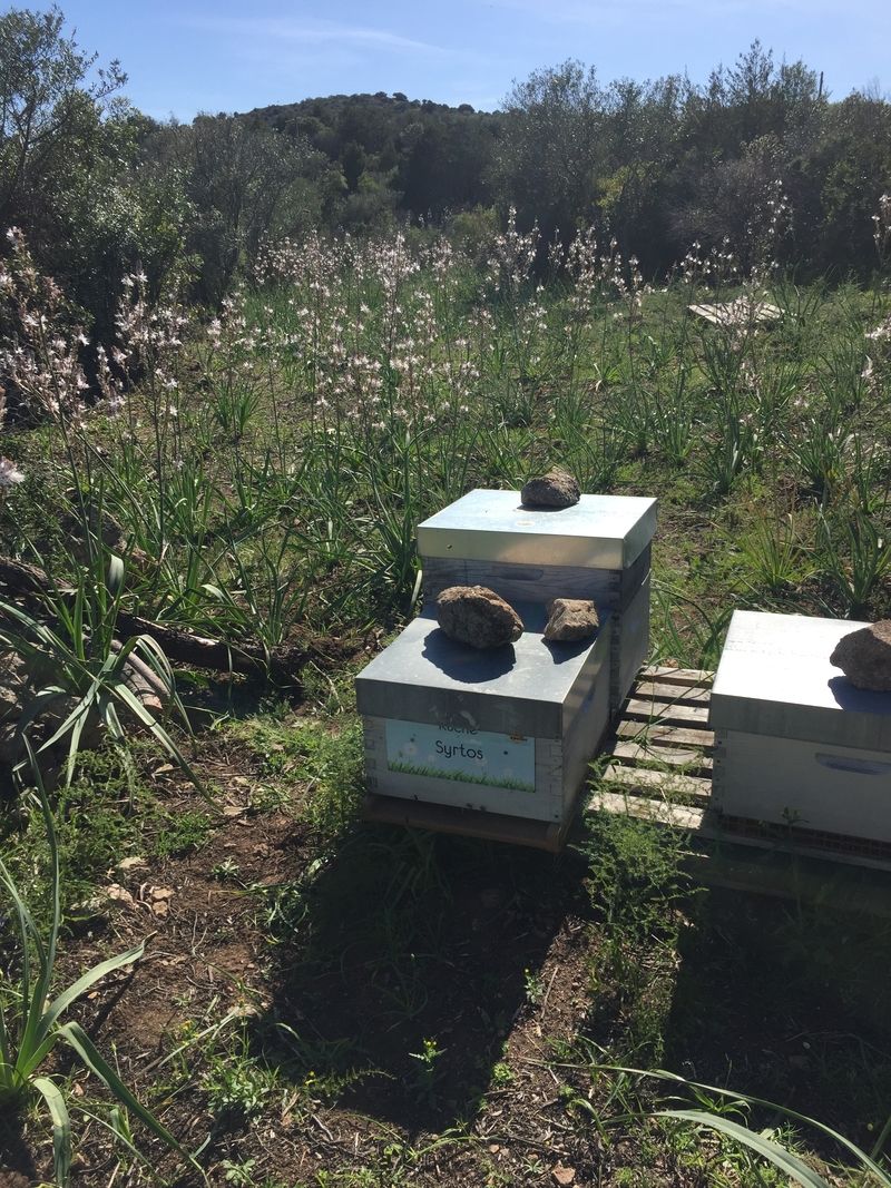 La ruche Syrtos