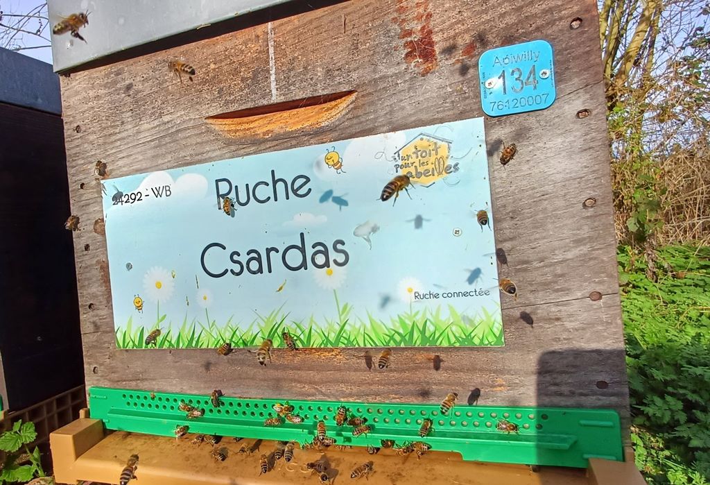 La ruche Csardas