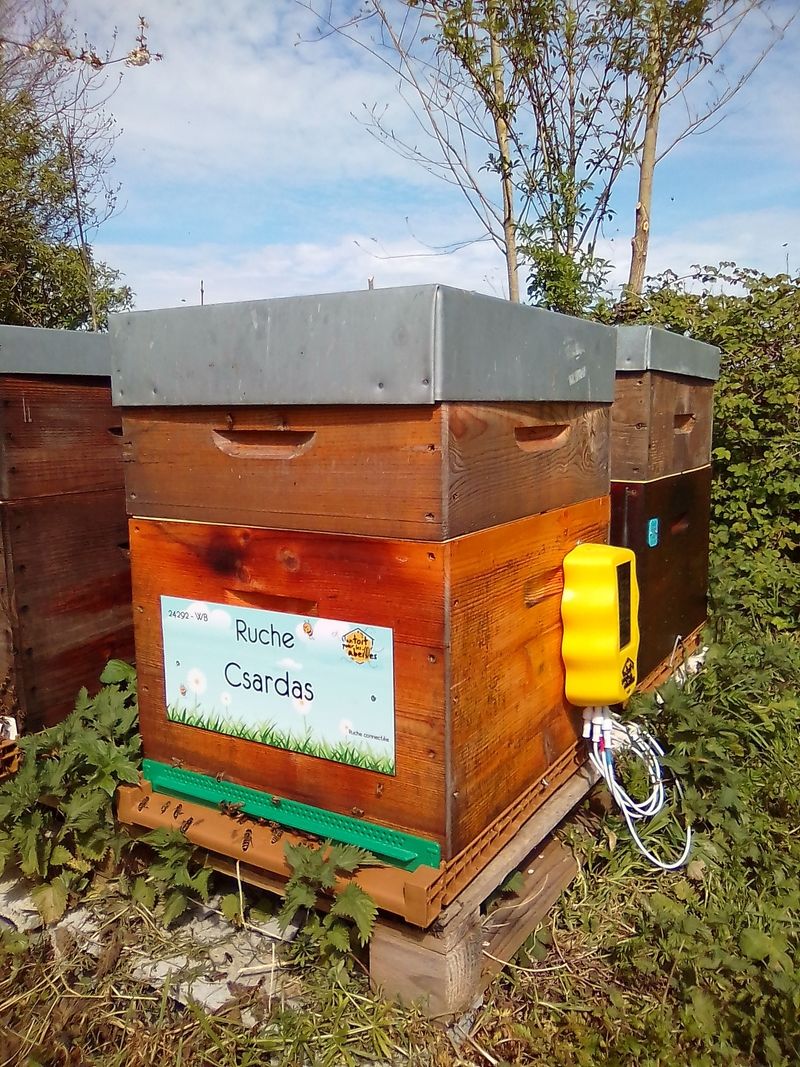 La ruche Csardas