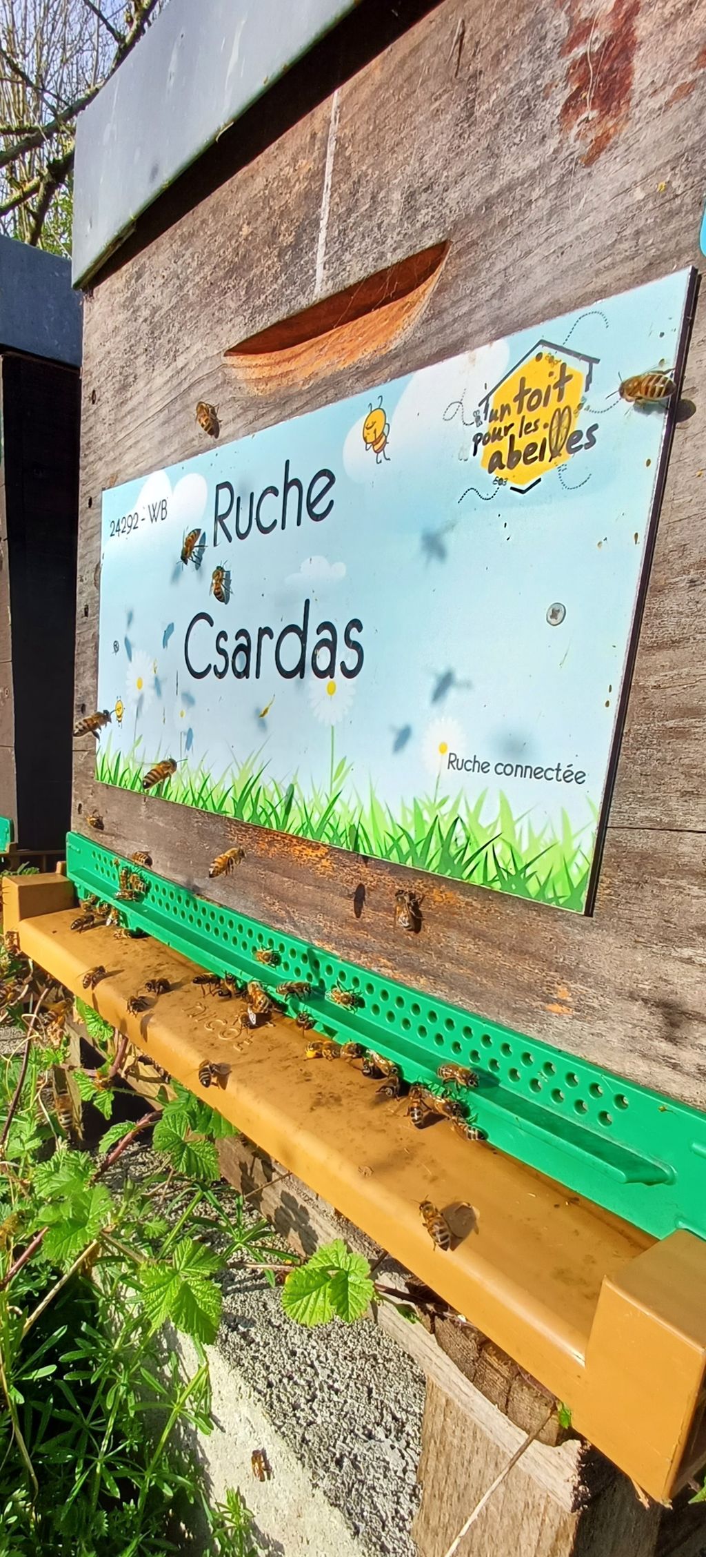 La ruche Csardas