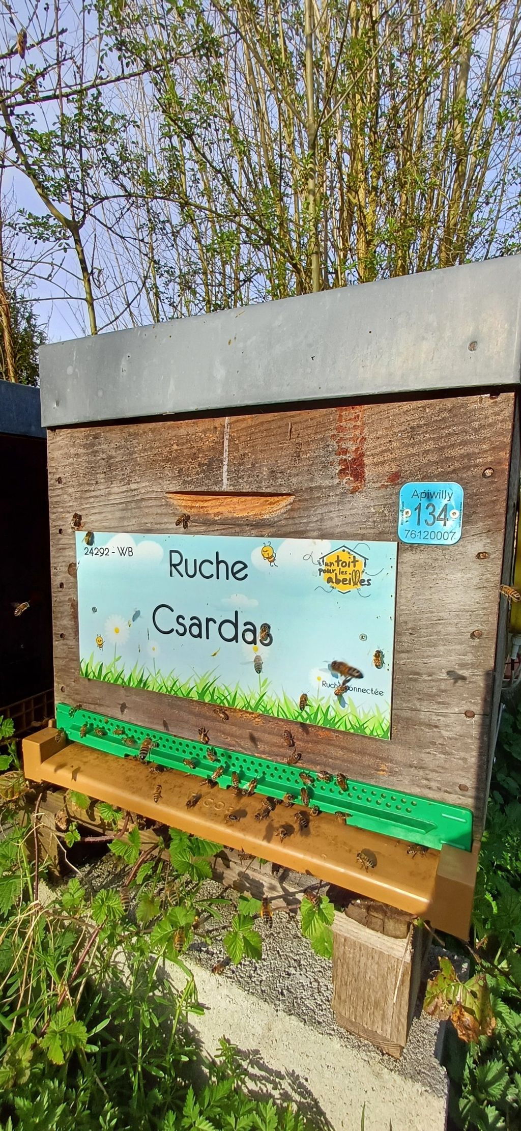 La ruche Csardas