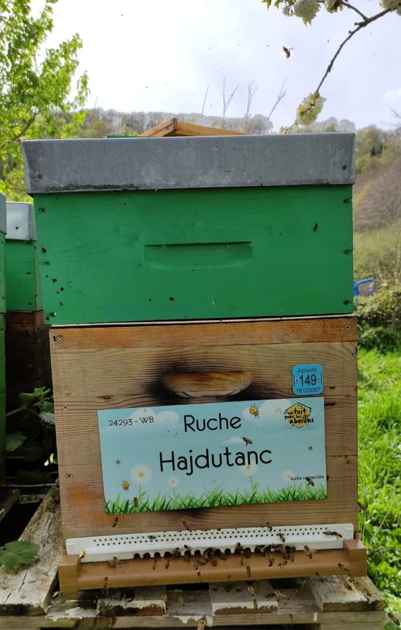 La ruche Hajdutanc