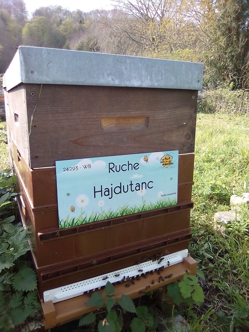 La ruche