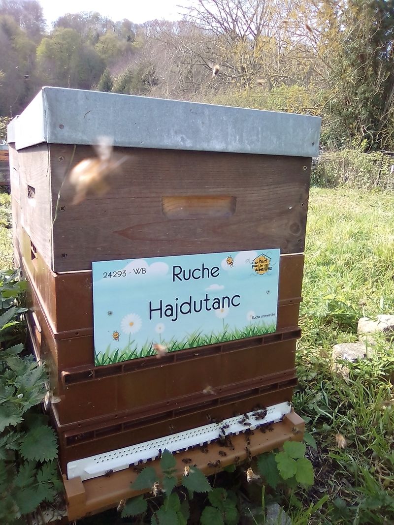La ruche Hajdutanc