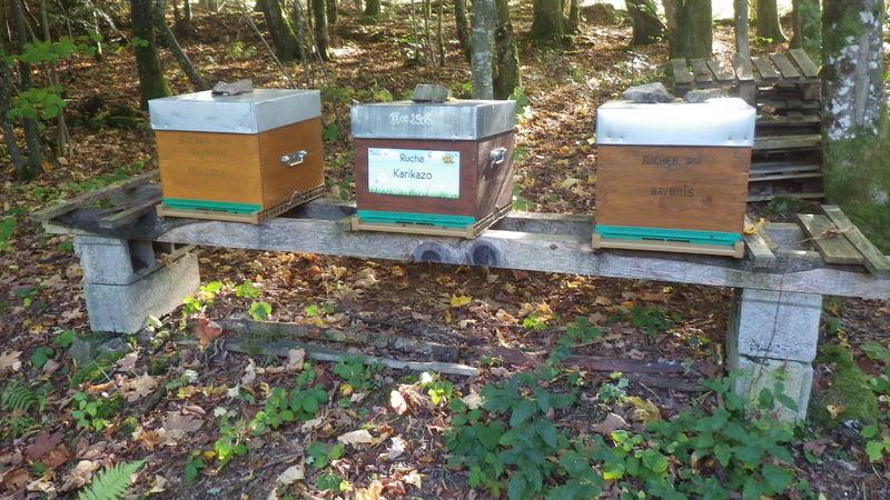 La ruche Karikazo