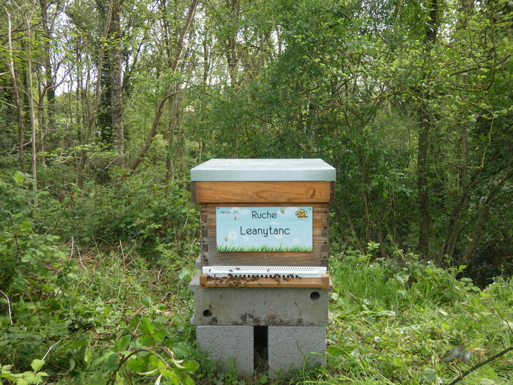 La ruche Leanytanc
